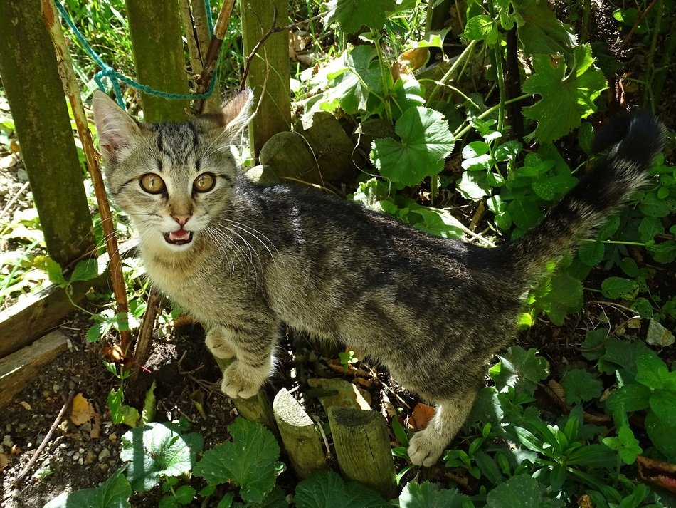 domestic tabby cat in the garden