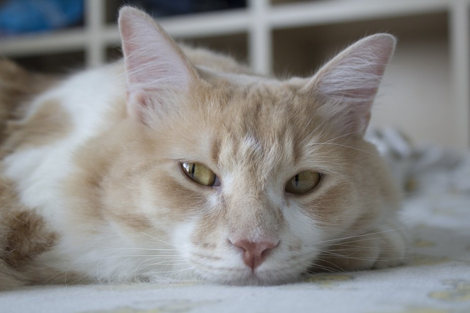 Cat Somnolent