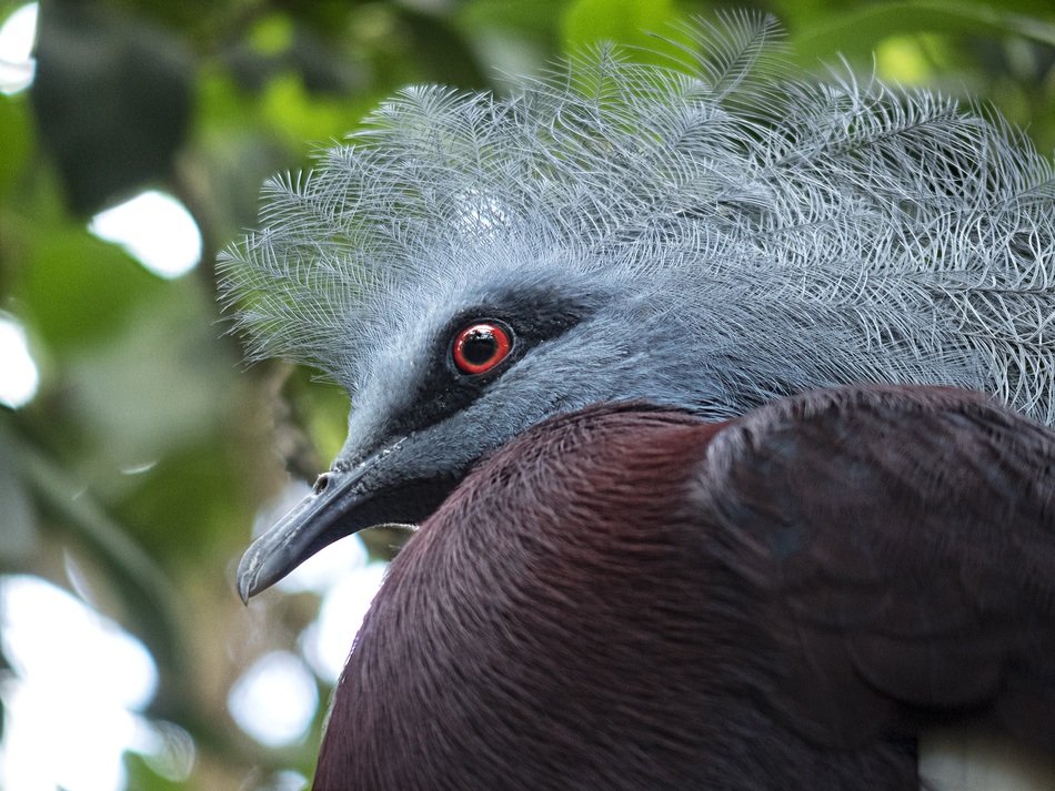 colorful exotic bird in the wildlife