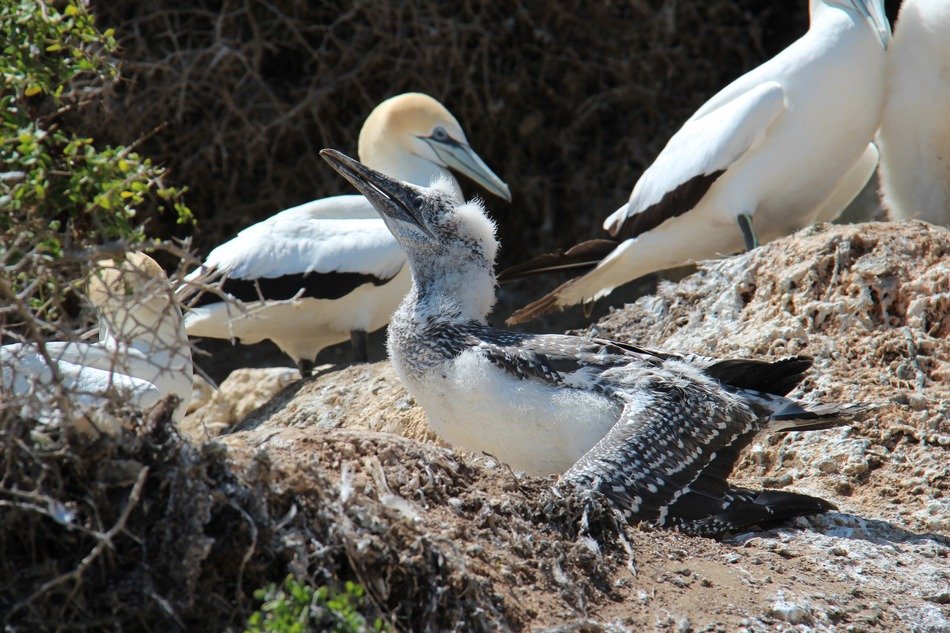 young boobies in New Zealand