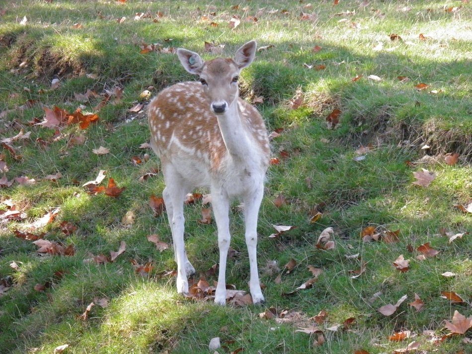 cute deer on the grass in autumn
