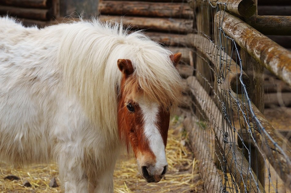 white pony in the stable