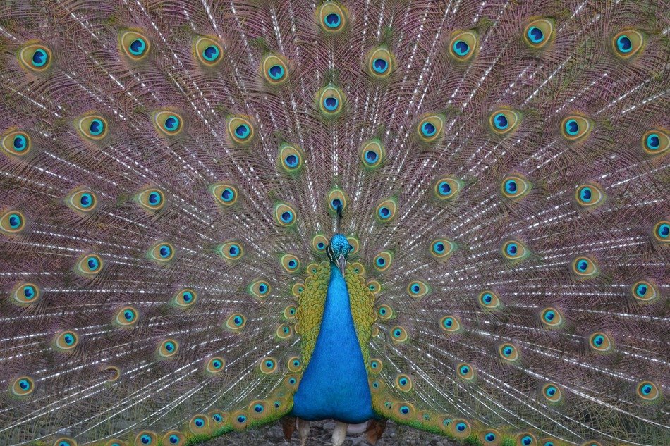 Beautiful colorful peacock in Turkey