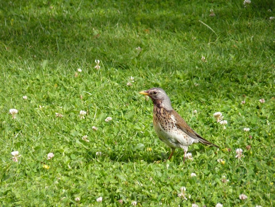 songbird on the lawn