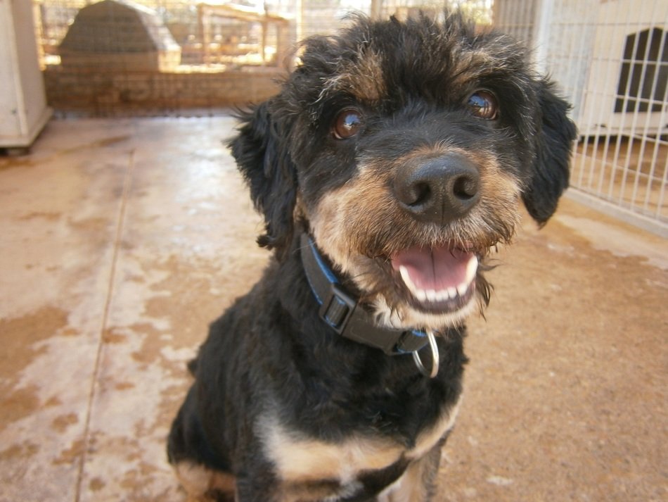 Dogs in shelter