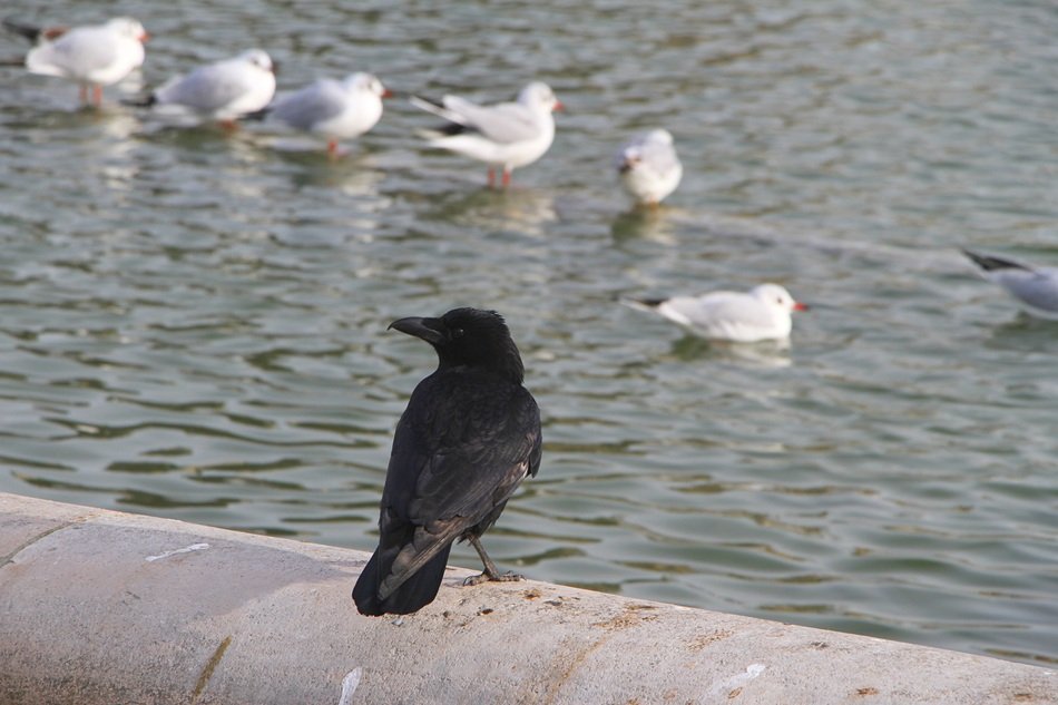 Photo of a black crow and white gulls by the pond in Paris