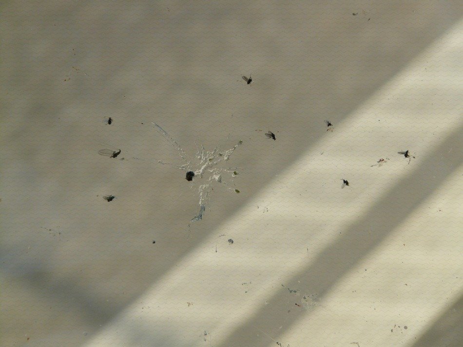 mosquitoes on the windshield in the light and shadow