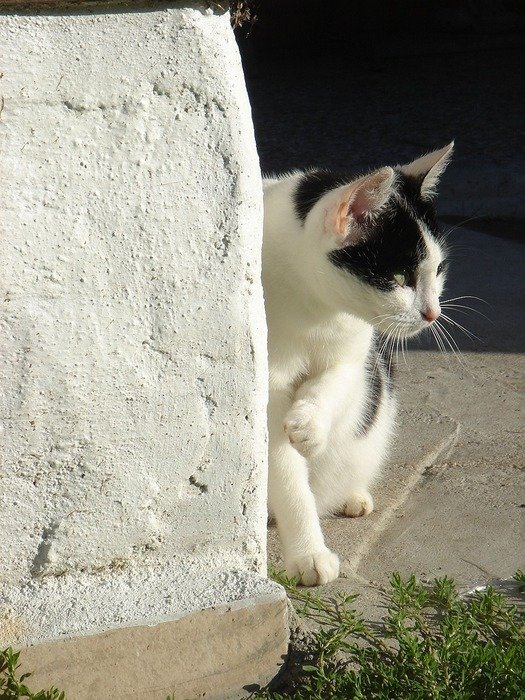 Picture of Black And White Pet