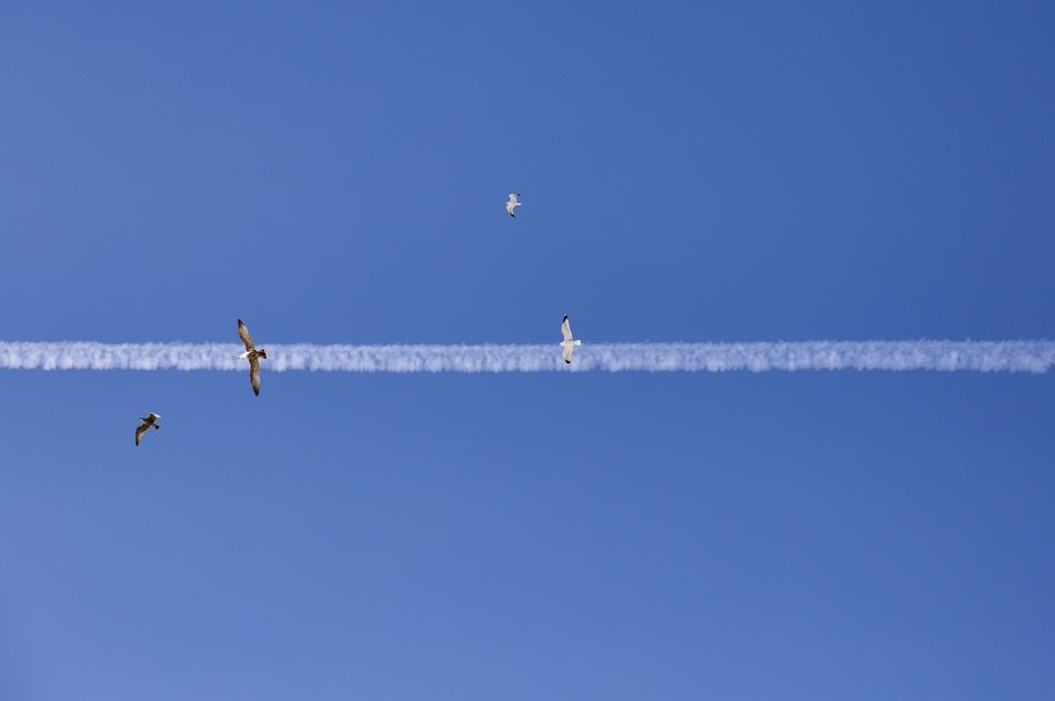 seabirds on the background of the jet strip