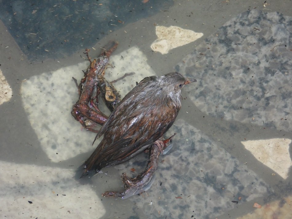bird after flood