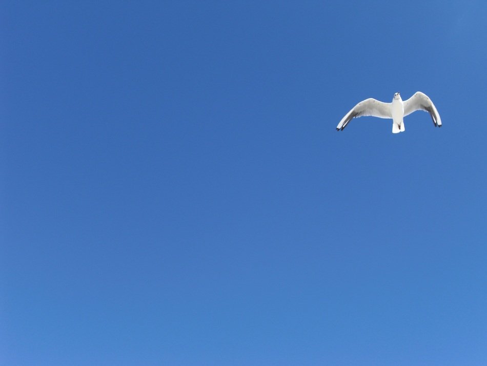 white seagull fly in the sky