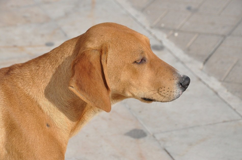 light brown dog in profile