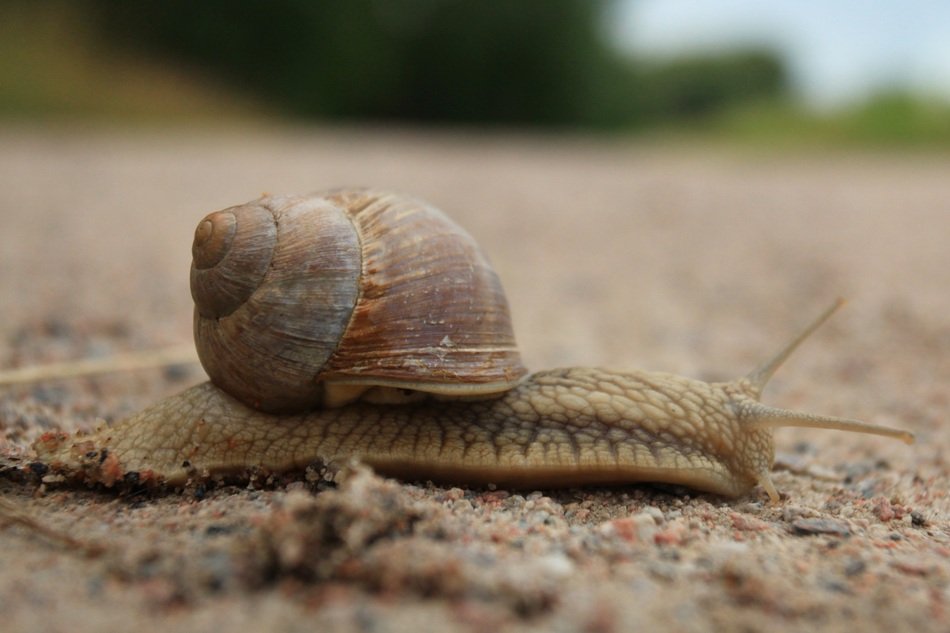 snail on the road on a blurred background