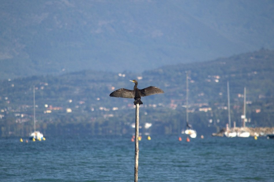 Cormorant Lake Garda
