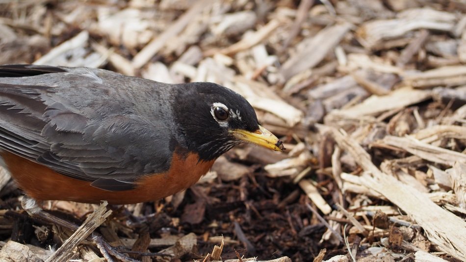robin on mulch