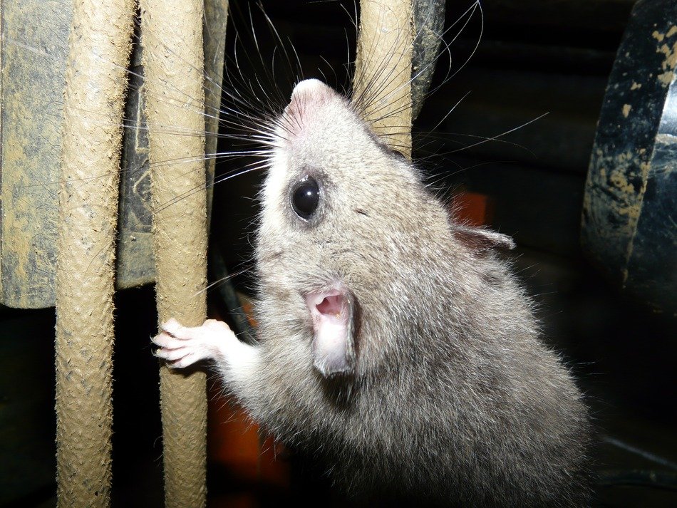 cute rodent climbs on the ropes