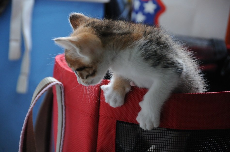 playful kitten in the bag on a blurred background