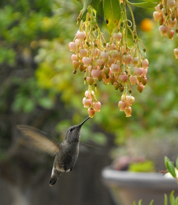 Hummingbird is eating in the wildlife