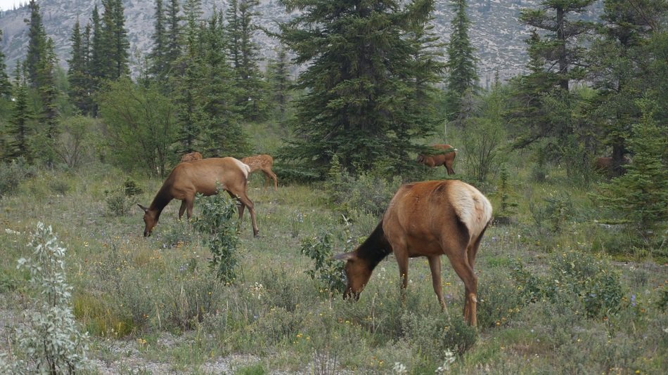 wild deer in Canada