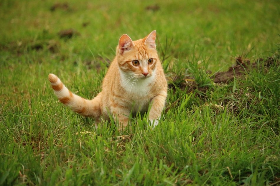 hunting red domestic cat tabby