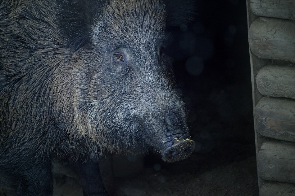 wild boar with long hair