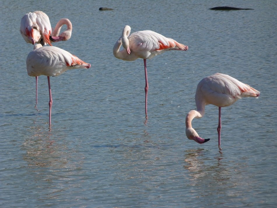 a flock of pink flamingos in the Camargue