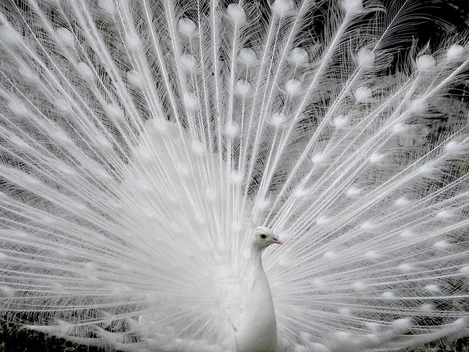 beautiful white peacock as a exotic