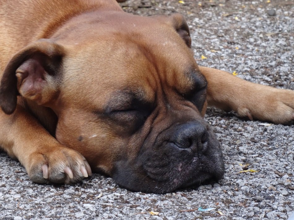 cute and beautiful Dog