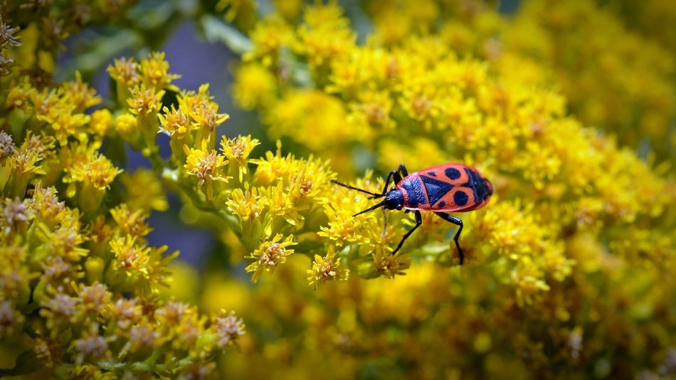 Beautiful black and orange Fire Beetle on the yellow and orange flowers