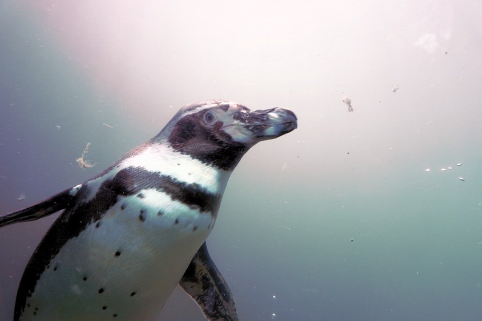 penguin under water