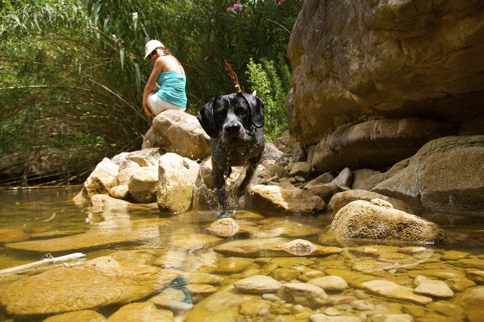 black dog in the water near the rocky shore