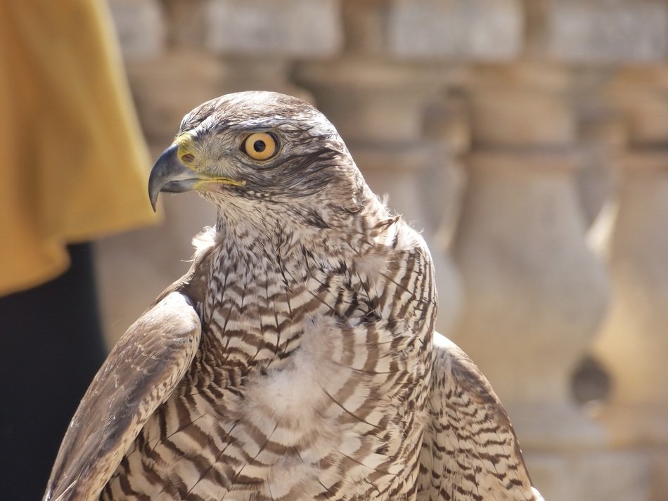 Picture of Falcon Bird