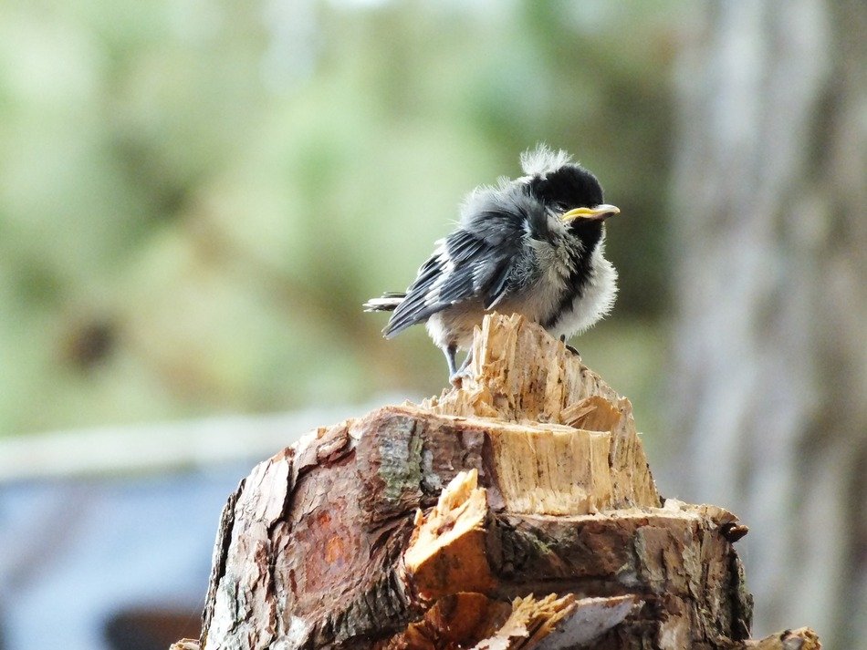 Biddy Chick on a wood stump