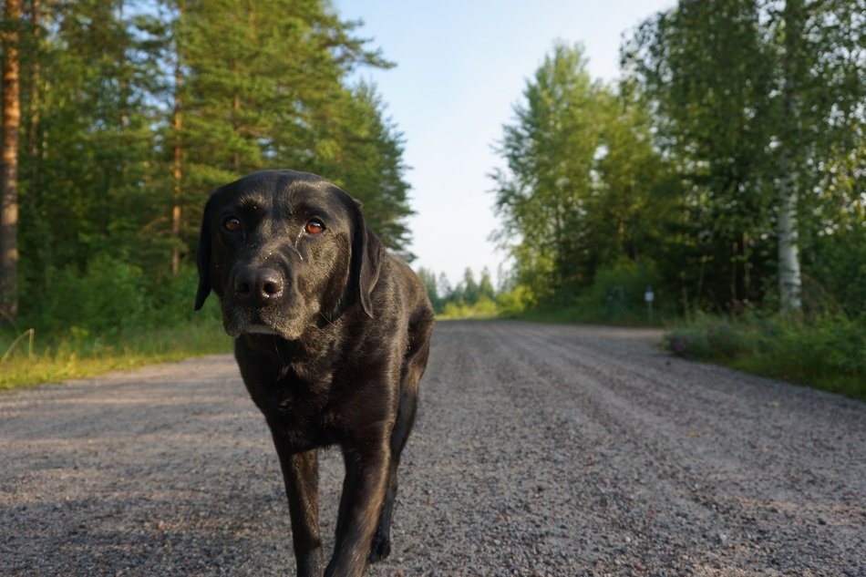 Labrador on road