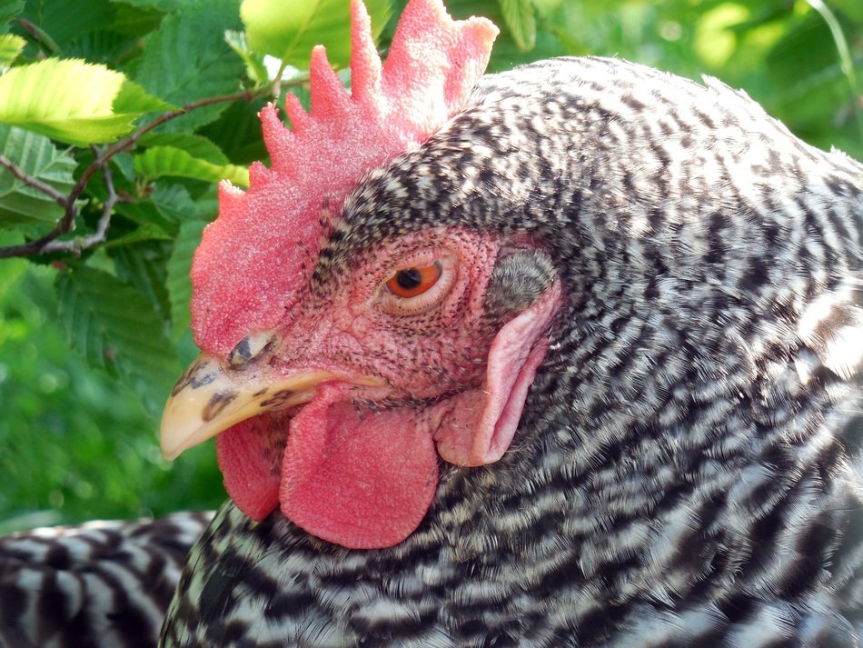 portrait of a chicken