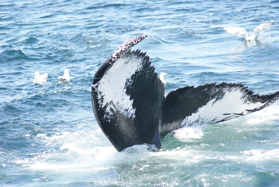 whale tail in wildlife
