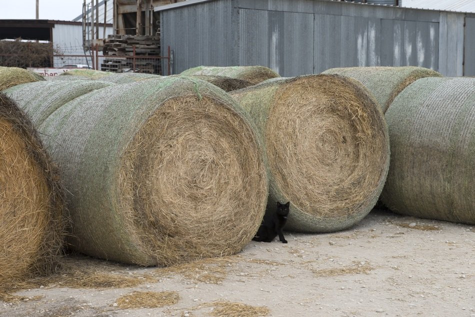 black cat between straw bales