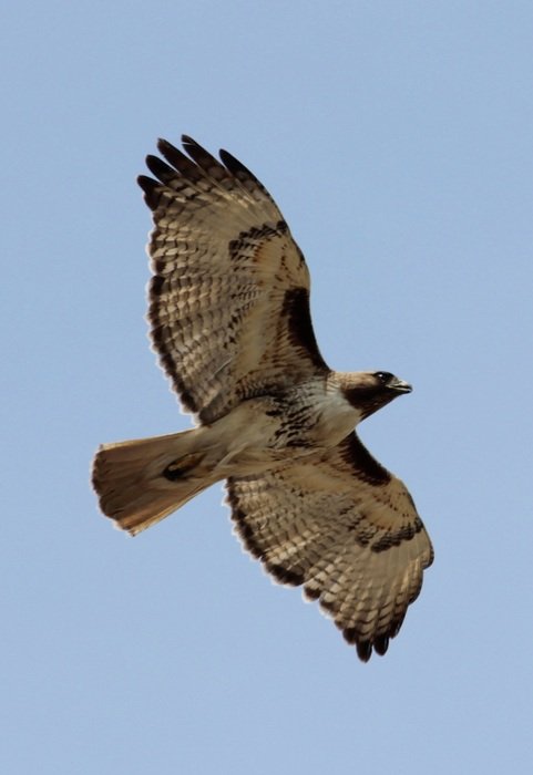 Red Tailed Hawk Bird free image download