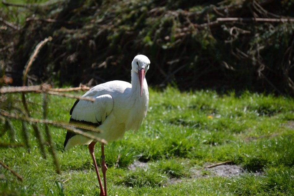 white stork near trees