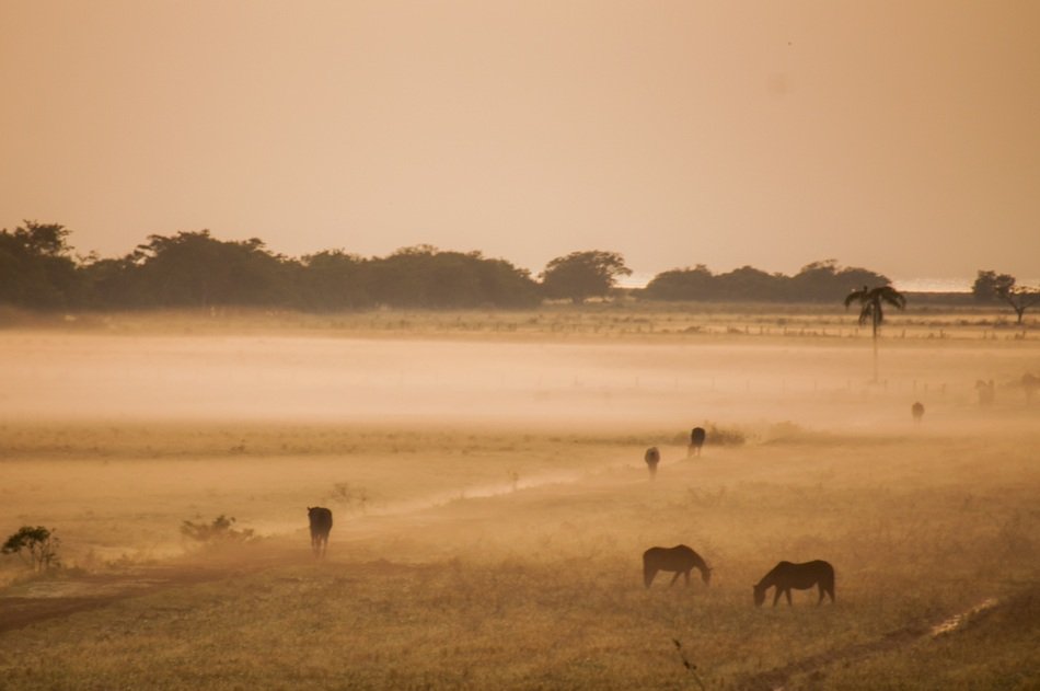 horsiea grazing on field at countryside