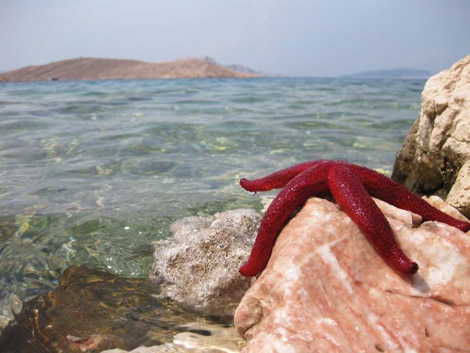 Starfish on a rock