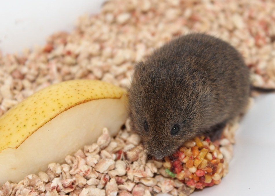 Picture of Mouse and it's food