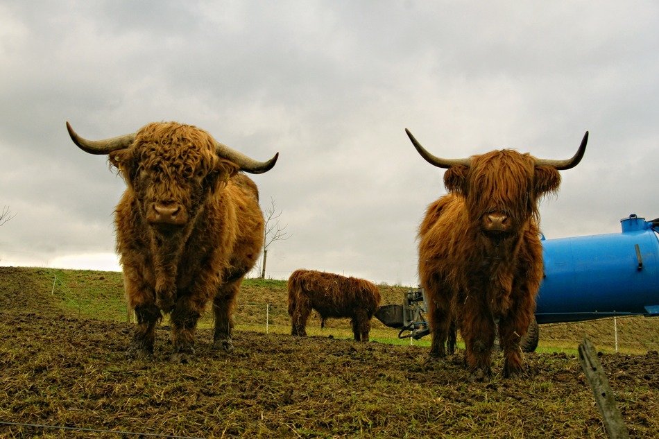 highland cattle on the pasture
