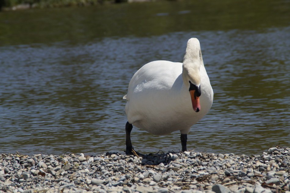 swan coming out of the water