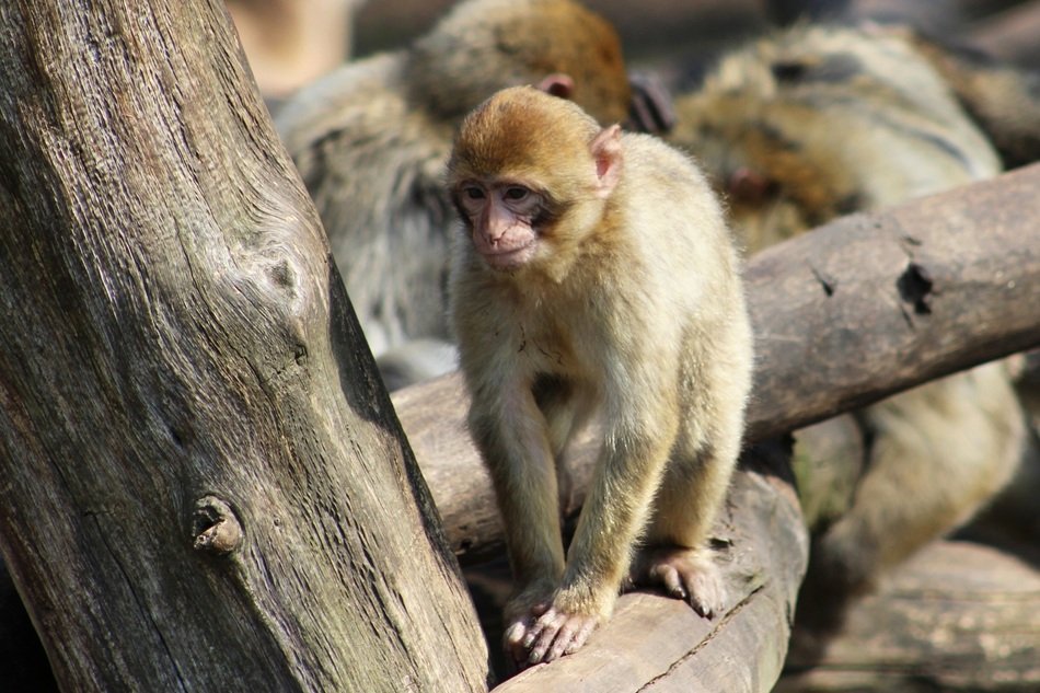 chomutov Monkey in the Zoo