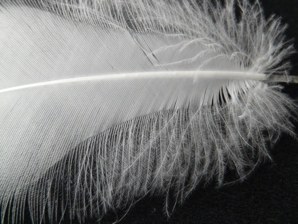 fluffy part of the pen on a black background