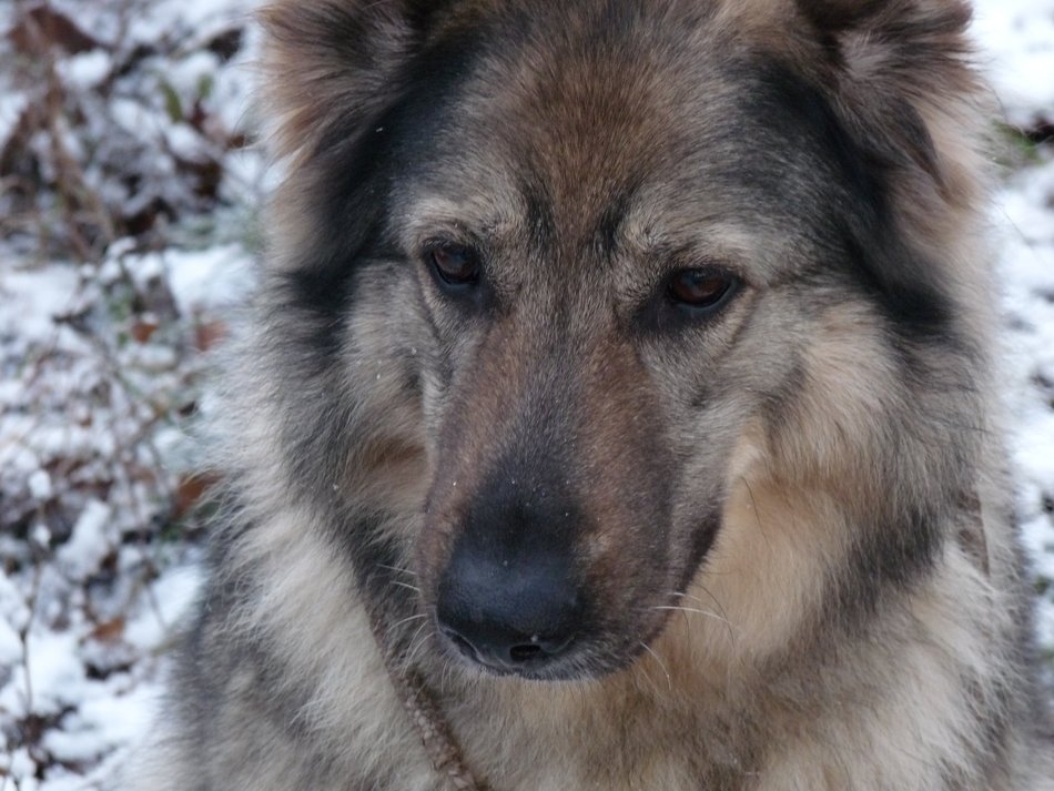 shepherd dog outside in winter