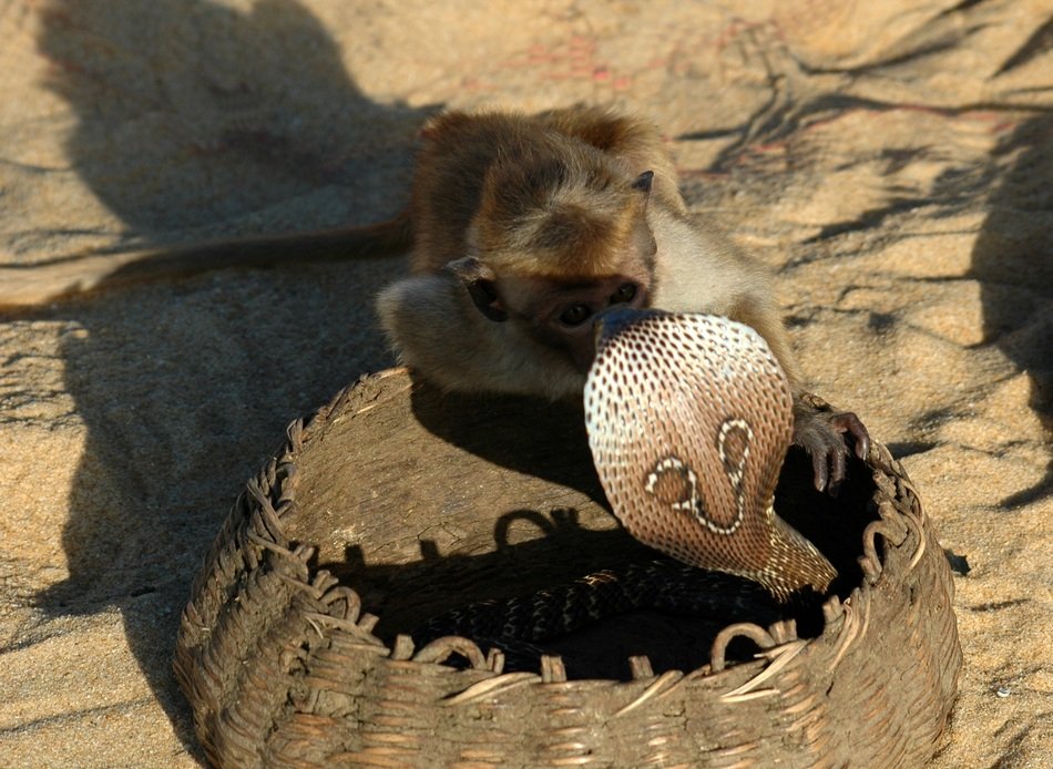 monkey and cobra in wicker basket