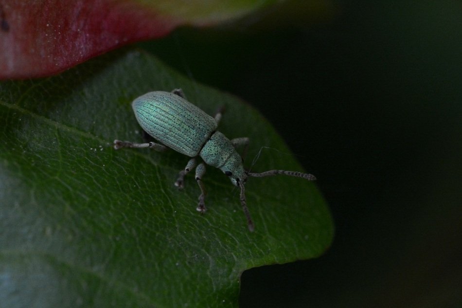 big Green Beetle
