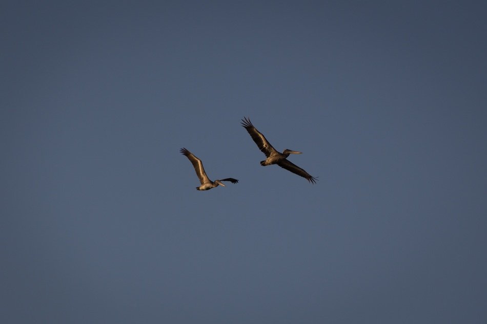 Pelican Bird in the sky
